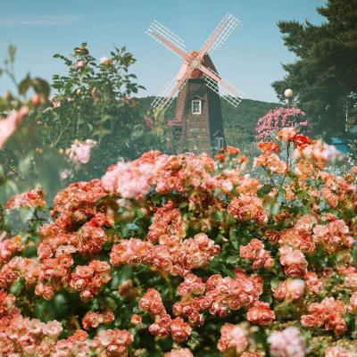 炸金花游戏app下载